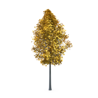 Colorful tree isolated on transparent png