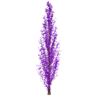 albero isolato su trasparente png