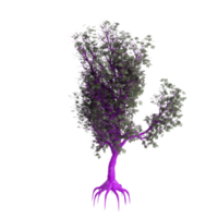 árbol aislado en transparente png