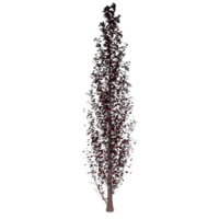 arbre isolé sur transparent png