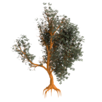 árbol aislado en transparente png