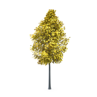 Colorful tree isolated on transparent png