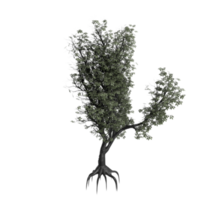 árbol aislado en transparente png