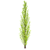 Tree isolated on transparent png