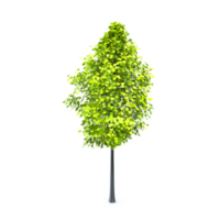 bunt Baum isoliert auf transparent png