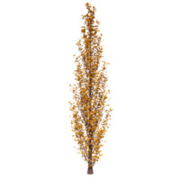 Tree isolated on transparent png