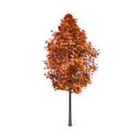 Colorful tree isolated on transparent png