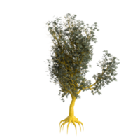 árbol aislado en transparente png