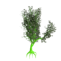 Tree isolated on transparent png