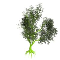 Tree isolated on transparent png