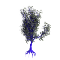 arbre isolé sur transparent png