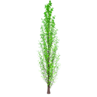 Tree isolated on transparent png