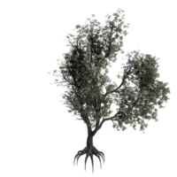 arbre isolé sur transparent png