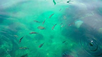 oben Aussicht mit viele Fisch auf das Welligkeit Wasser Oberfläche video