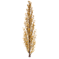 Tree isolated on transparent png