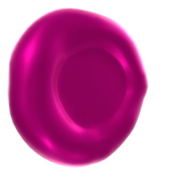 Blood cell isolated on transparent png