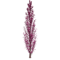 Tree isolated on transparent png