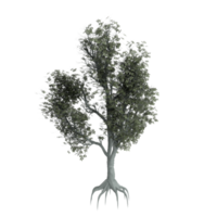 albero isolato su trasparente png