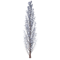 Tree isolated on transparent png