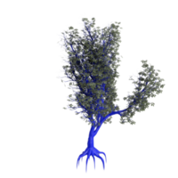 arbre isolé sur transparent png