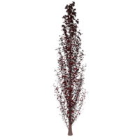 Tree isolated on transparent png