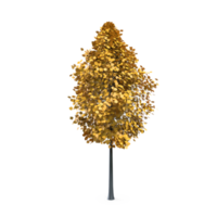 Colorful tree isolated on transparent png