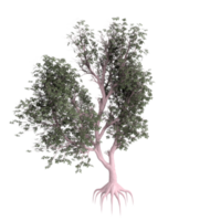 arbre isolé sur transparent png