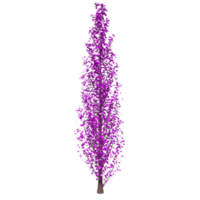 Tree isolated on transparent png