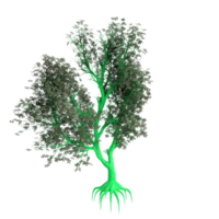 árbol aislado en transparente png