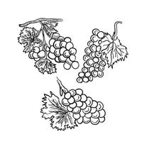 outline drawing of a bunch of grapes set vector