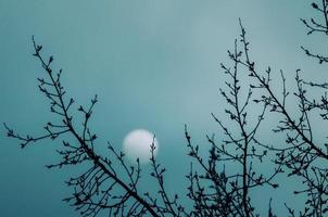 Tree branches sky photo