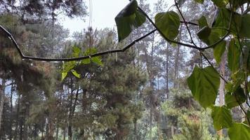 Regen im Wald video