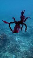 Featherstar swimming near the surface. A featherstar uses its pinnules or arms to gather food or swim to a different location. video