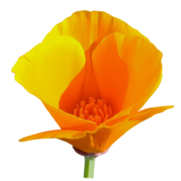 Kalifornien Mohn Blume png