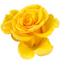 Jaune Rose fleur png