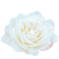 White Cloud Rose