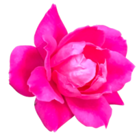 flor rosa rosa png