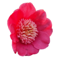 japonês camélia flor png