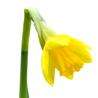 Beautiful Wild daffodil flower png