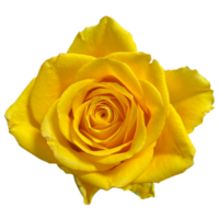 giallo Rose su natura png