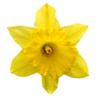 beautiful daffodils flowers png