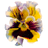 canarino giallo viole del pensiero fiore png