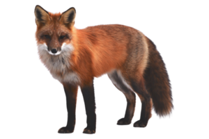 Fox animal cutout png