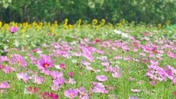 Field of pink and white cosmos flowers video