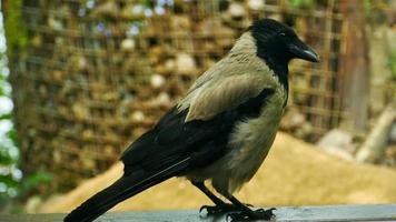 grand gris corbeau des stands sur le seuil de le loger, volé dans à visite, fermer video