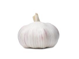 Single fresh white garlic bulb isolated with clipping path in png file format, Thai herb is great for healing several severe diseases, heart attack,