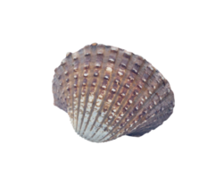 Single fresh cockle isolated with clipping path in png file format