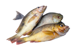 Fresh groupers or several types of sea fishes in stack isolated with clipping path in png file format