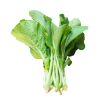 Fresh Cantonese green lettuce in bundle isolated with clipping path in png file format