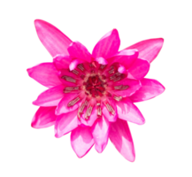 Top view of Single beautiful pink water lily or lotus, Buddha flower is isolated with clipping path in png file format